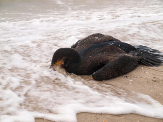 Rolling wave effusions deceased cormorant on coastal sea sand