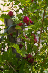 Obraz premium Framboises