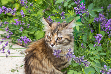 chaton