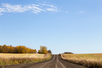 Fototapeta na wymiar Dirt road going uphill between harvested fields with trees on top in rural countryside landscape in saskatchewan