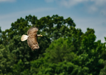 A lone Bald Eagle flies low over a small cove searching for a meal. 