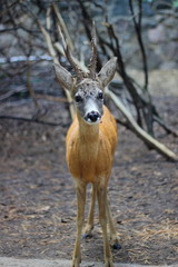 Roe deer