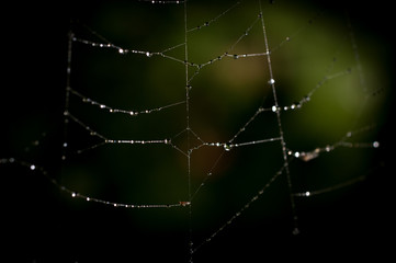Water Drops On A Spider Web
