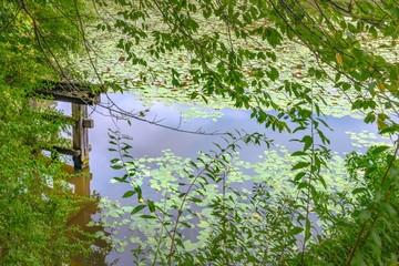 古都京都　龍安寺の蓮池風景