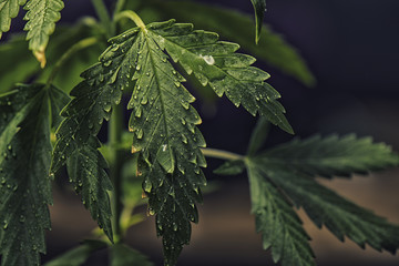 Cannabis leaf with water droplets