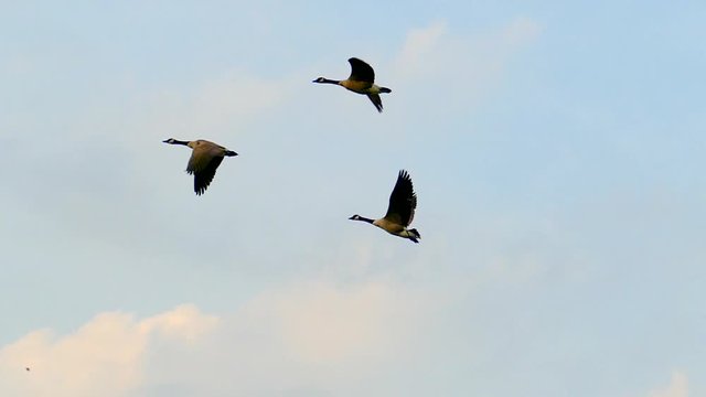 Graceful slow motion flying Canadian Geese in autumn.
