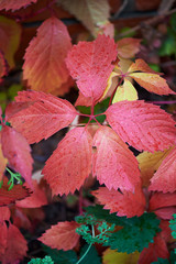 Grape leaves in autumn, red color. Hedge
