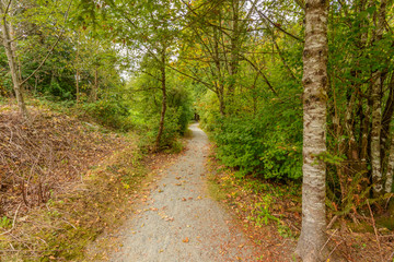 Fototapeta premium Fragment of Hayward Lake Park trail in Vancouver, Canada.