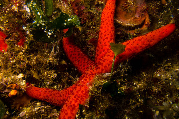 Single red seastar