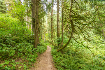 Fragment of Hayward Lake Park trail in Vancouver, Canada.