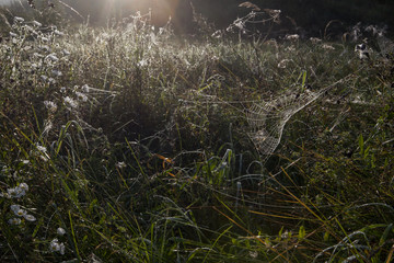 Foggy autumn morning in a meadow. A dewy spiderweb.