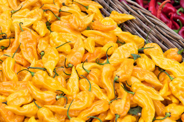Suriname yellow chili peppers in a basket