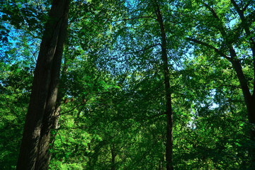Tall forrest tree background. Blue skies and bright sun peak through the green leaves into the woods. Scenic view for hiking.