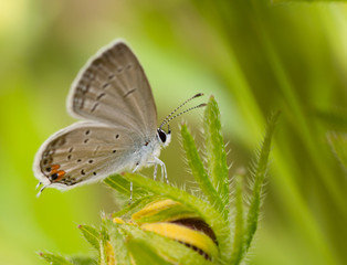 Eastern Tailed-Blue butterfly, Everes comyntas, resting on a Black-Eyed Susan flower against summer green background