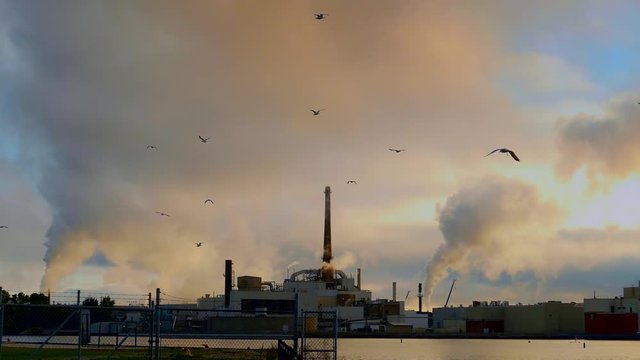 Factory smokestacks at dawn, plumes of smoke or steam rising, flocks of seagulls flying through as daybreak comes.