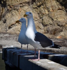 Seagull duo