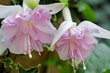 a flower in bloom in the spring of 2016