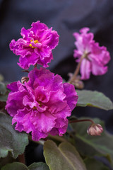 Saintpaulia varieties EC Goddess Beauty Korshunova with a beautiful burgundy color. Close-up.