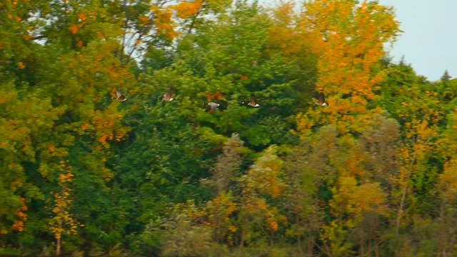 Graceful slow motion flying Canadian Geese in autumn with colorful fall trees.