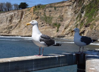 Two Seagulls