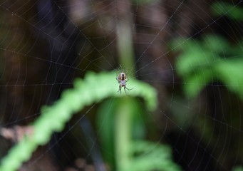 fern canyon spider