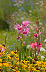 Pink Gladiolus flowers in summer garden, surrounded by many bright colors