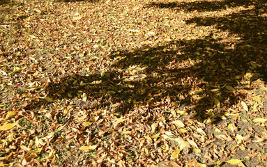 Осенние листья покрыли землю. Листья сухие и опавшие. На листьях видна тень от дерева