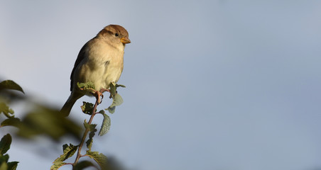 YOUNG SPARROW SITTING ON A BRANCH  IN THE EVENING SUN BY FAIR WEATHER