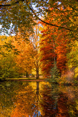 autumn forest landscape.  Golden autumn scenery. Autumn. Fall. A