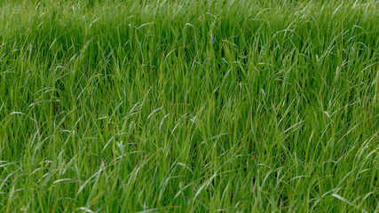 Background of a green grass. Green grass texture