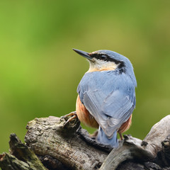 Vögel 55