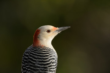 Red-bellied Woodpecker close-up in shaft of morning light