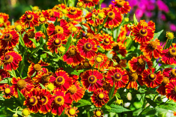 Gaillardia aristata flowers