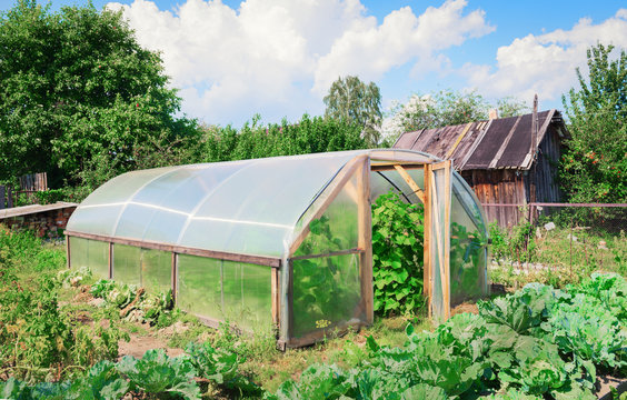 Greenhouse in garden summer