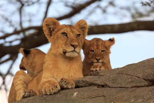 Lionceaux et grand frère au Serengeti, Tanzanie