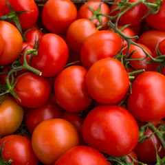 red tomatoes background. Group of tomatoes