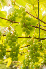 Ripe Bunche of White Wine Grapes.  Grape. Grape harvest. Grape p