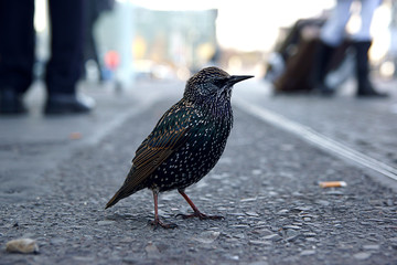 bird in the streets of berlin