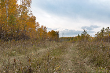 Fototapeta premium autumn field road through birch forest