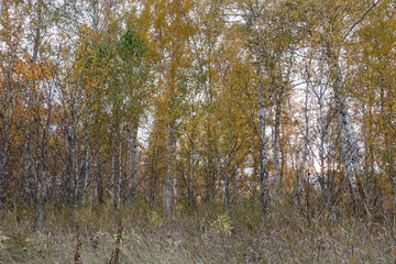Fototapeta premium autumn forest of young birch trees