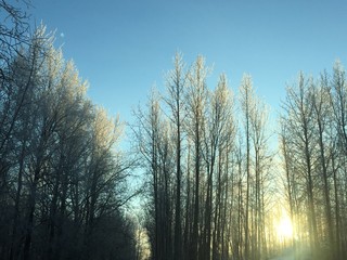 Sun through frosty trees
