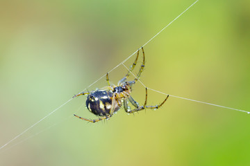 Mangora acalypha spider on spider web with green backround.