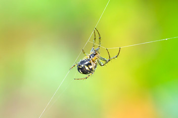 Mangora acalypha spider on spider web with green backround.