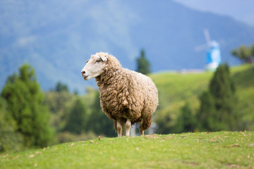 Fototapeta premium sheep on mountains 