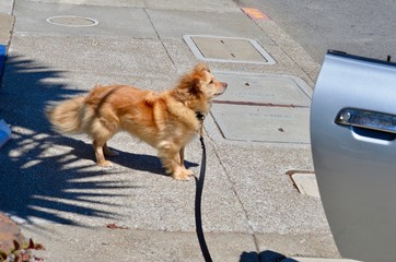 Dog on Sidewalk