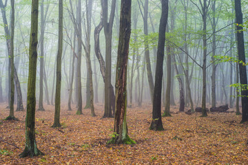 Las bukowy we mgle