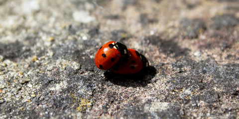 Ladybirds 