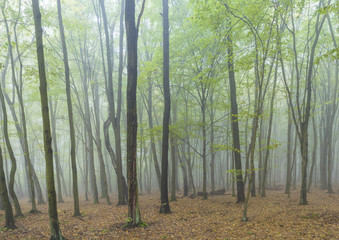 Las bukowy we mgle
