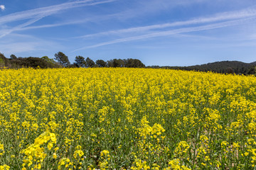 Obraz premium Blooming colza field, blue cloudy sky above