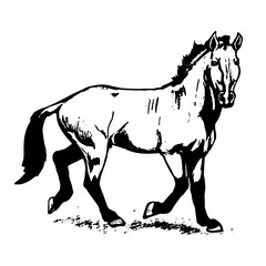 The Przewalski's horse graphics